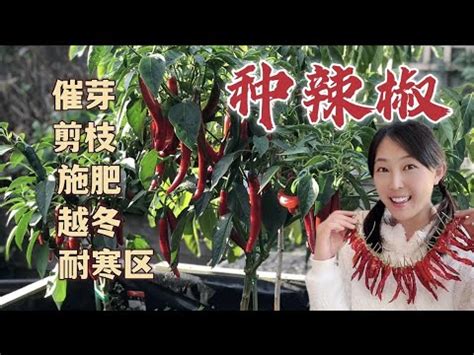 自己種辣椒|辣椒種子種植指南：播種步驟和發芽秘訣 